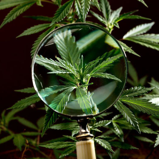 Programa de ciencia del cannabis: profesionales sanitarios 