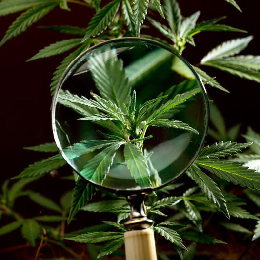 Programa de ciencia del cannabis: profesionales de la industria 