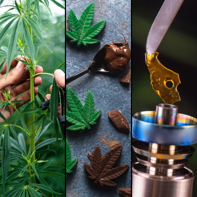 Advanced Courses Bundle: CULTIVATION, EDIBLES AND EXTRACTION